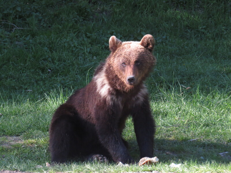 Bálványoson a 18. számú forrásnál kéregető medvebocs. Baka Ákos felvétele